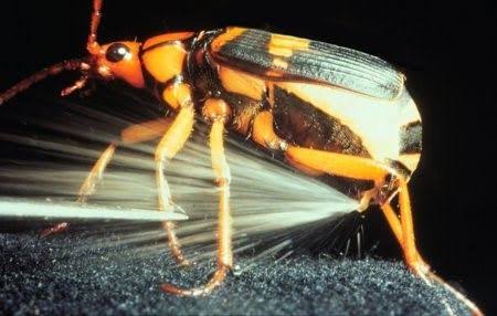 Bombardier beetle) pemilik gabungan kekuatan 2 Dewa Brahma &  Baruna.