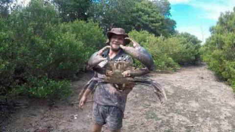 Kepiting Bakau (Scylla),Kepiting dengan ukuran Raksasa