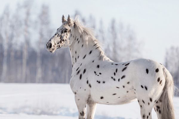 Si Kuda Bintik dari Palouse dengan Warisan Nez Perce