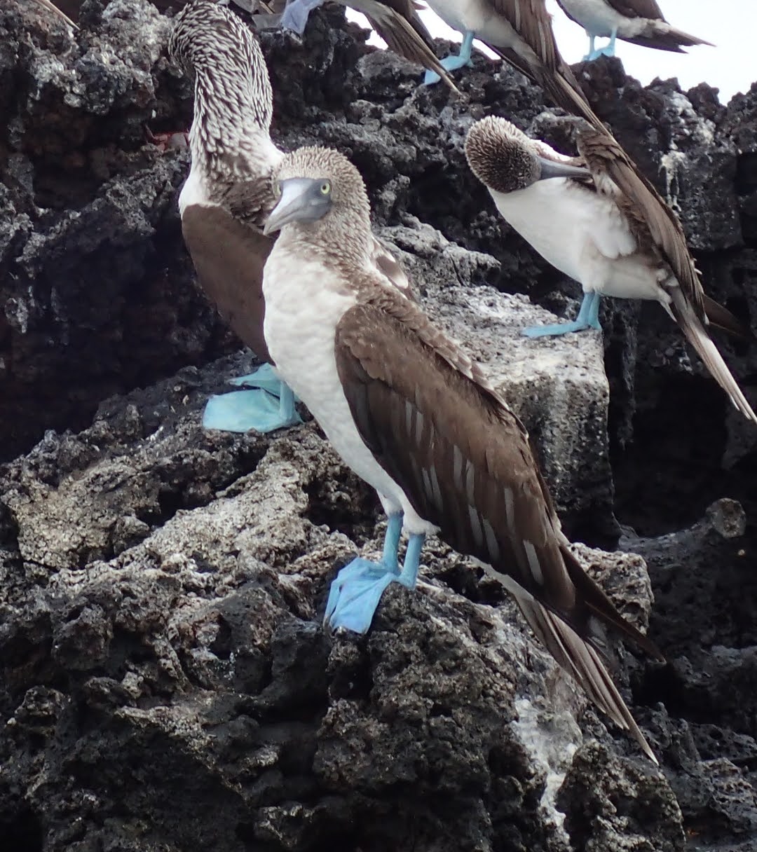 Rahasia Daya Tarik dan Kehebatan Berburu Burung Booby.