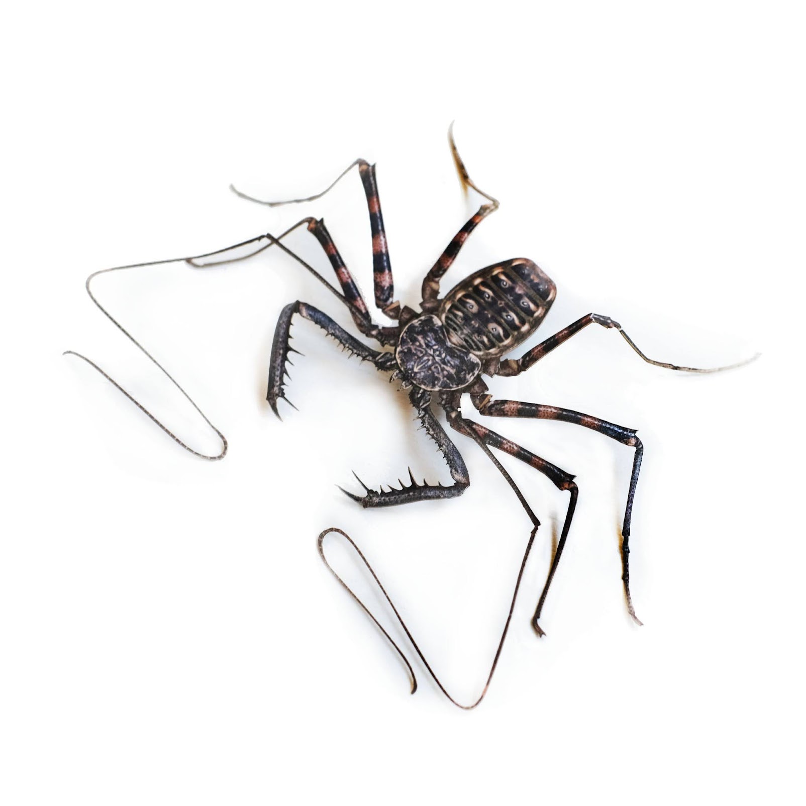 Wajah Garang" yang Ternyata Ramah dan Tak Beracun