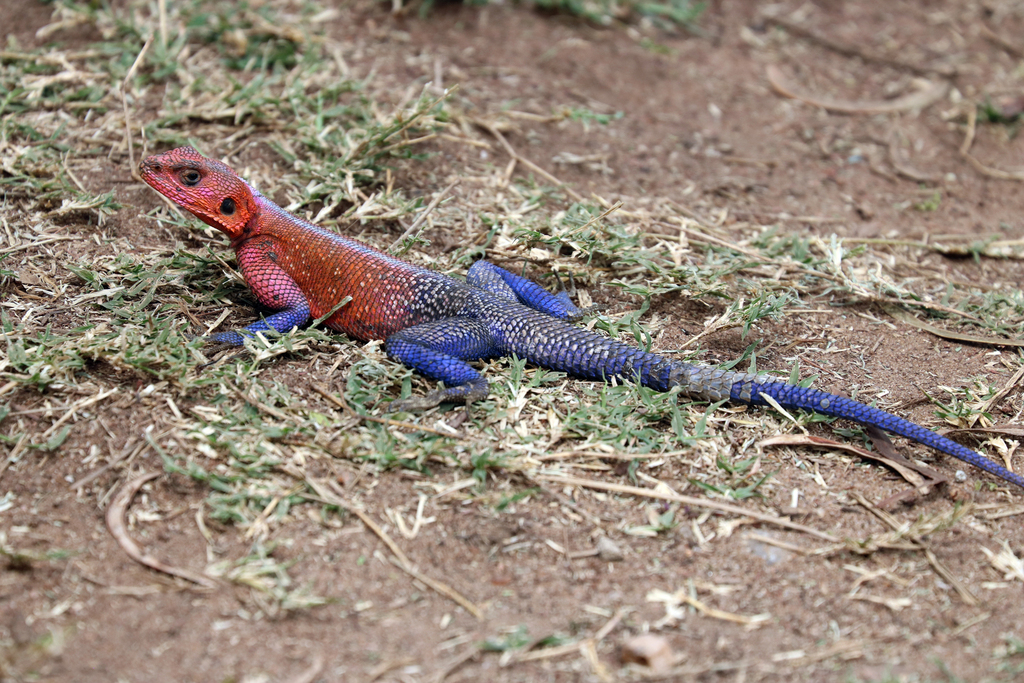 Kadal "Spiderman" dari Afrika Timur, Warna Alaminya Mirip Superhero