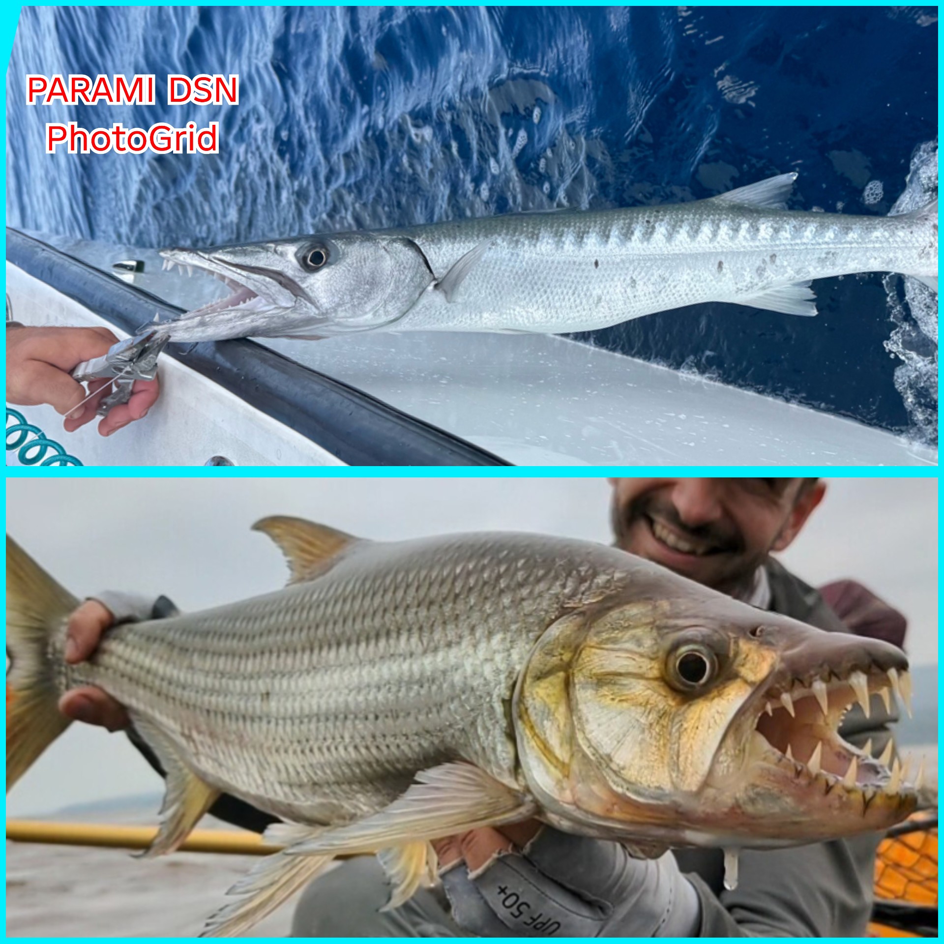 Perbandingan Gigi Ikan Barracuda dan Tiger Fish: Sama-sama Menakutkan, Tapi beda Fungsi
