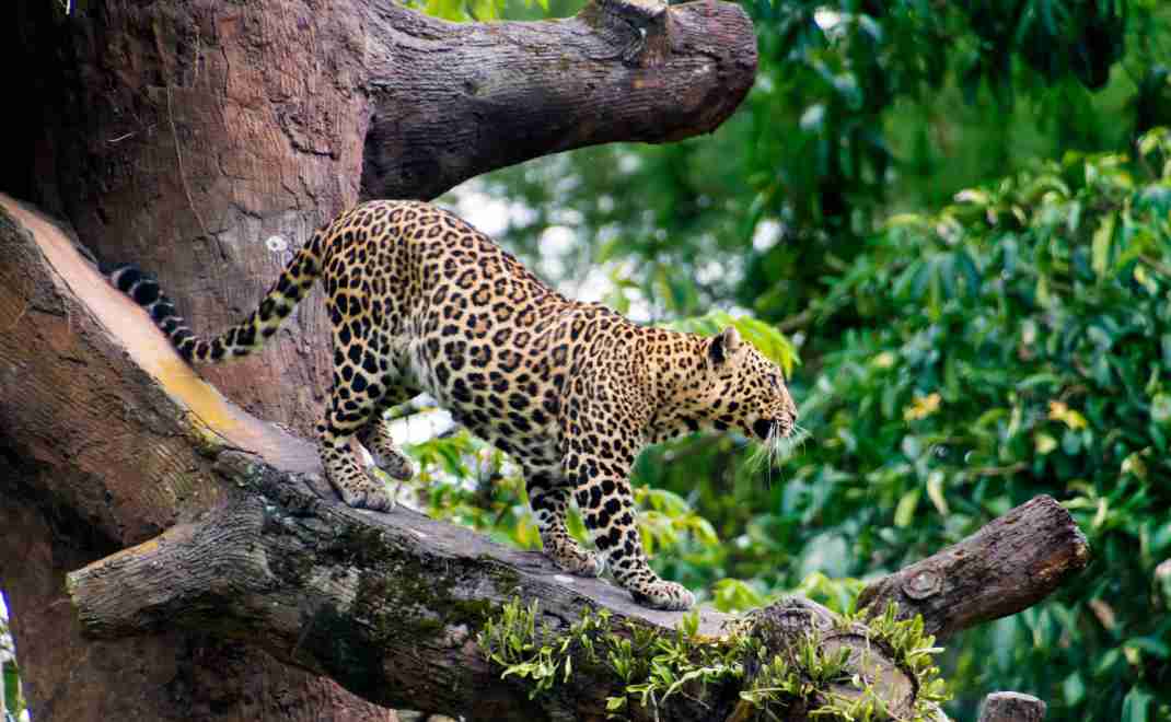 Memanggil Penjaga Terakhir Hutan Jawa: Macan Tutul Jawa