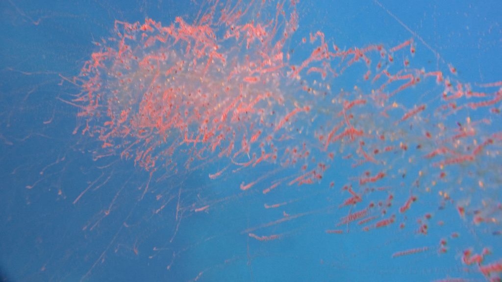 Misteri Siphonophore: Satu Tubuh dengan Seribu Nyawa di sebut juga ubur ubur palsu