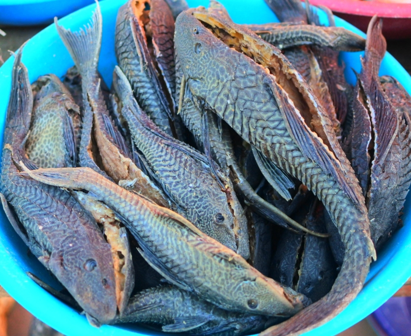 Paradox Hilangnya Ikan Sapu-Sapu? Akankah Baik bagi Indonesia atau Justru Memperburuk Ekosistem?
