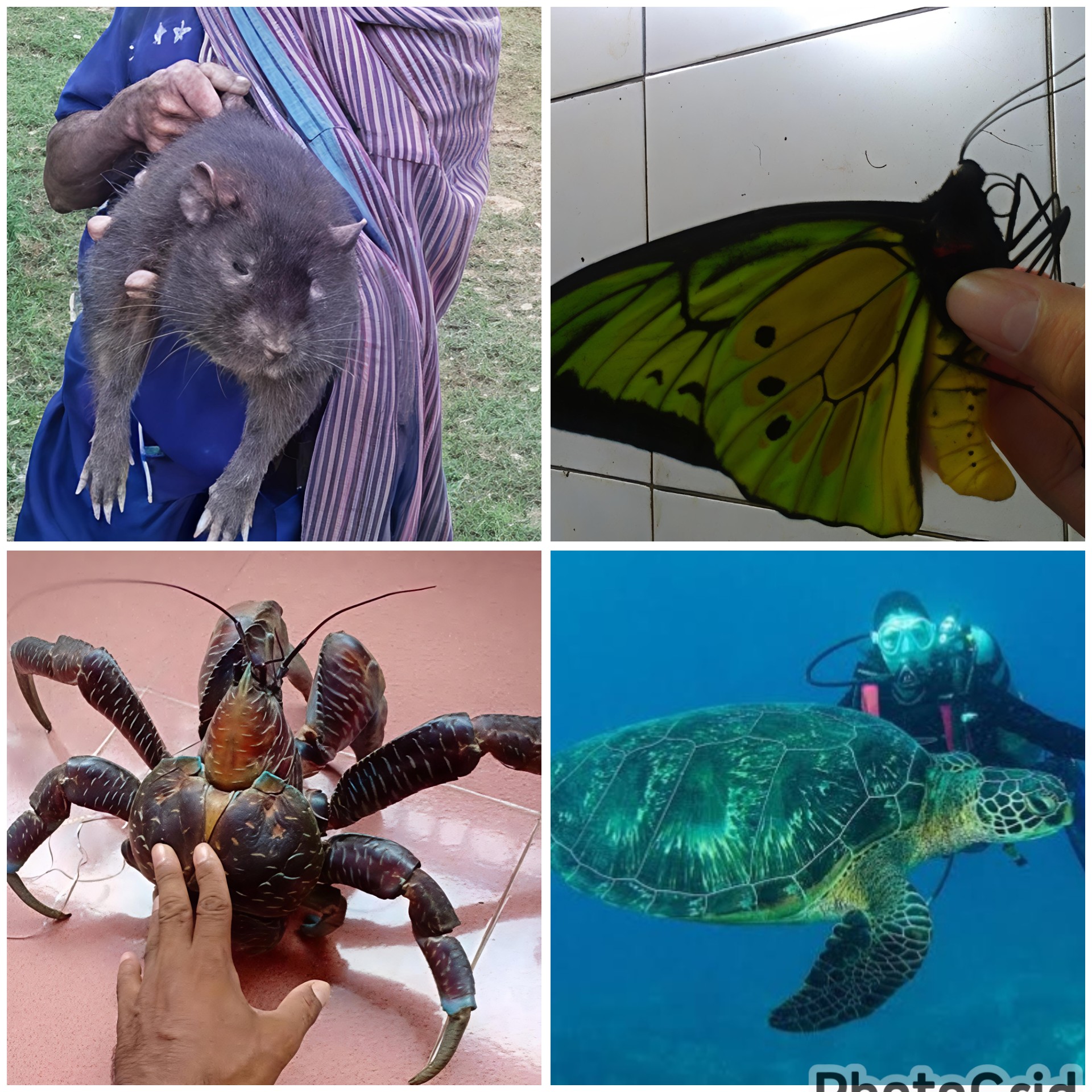 4 Satwa Raksasa Melampaui Batas Ukuran : Gigantisme Satwa di Indonesia Selain Komodo