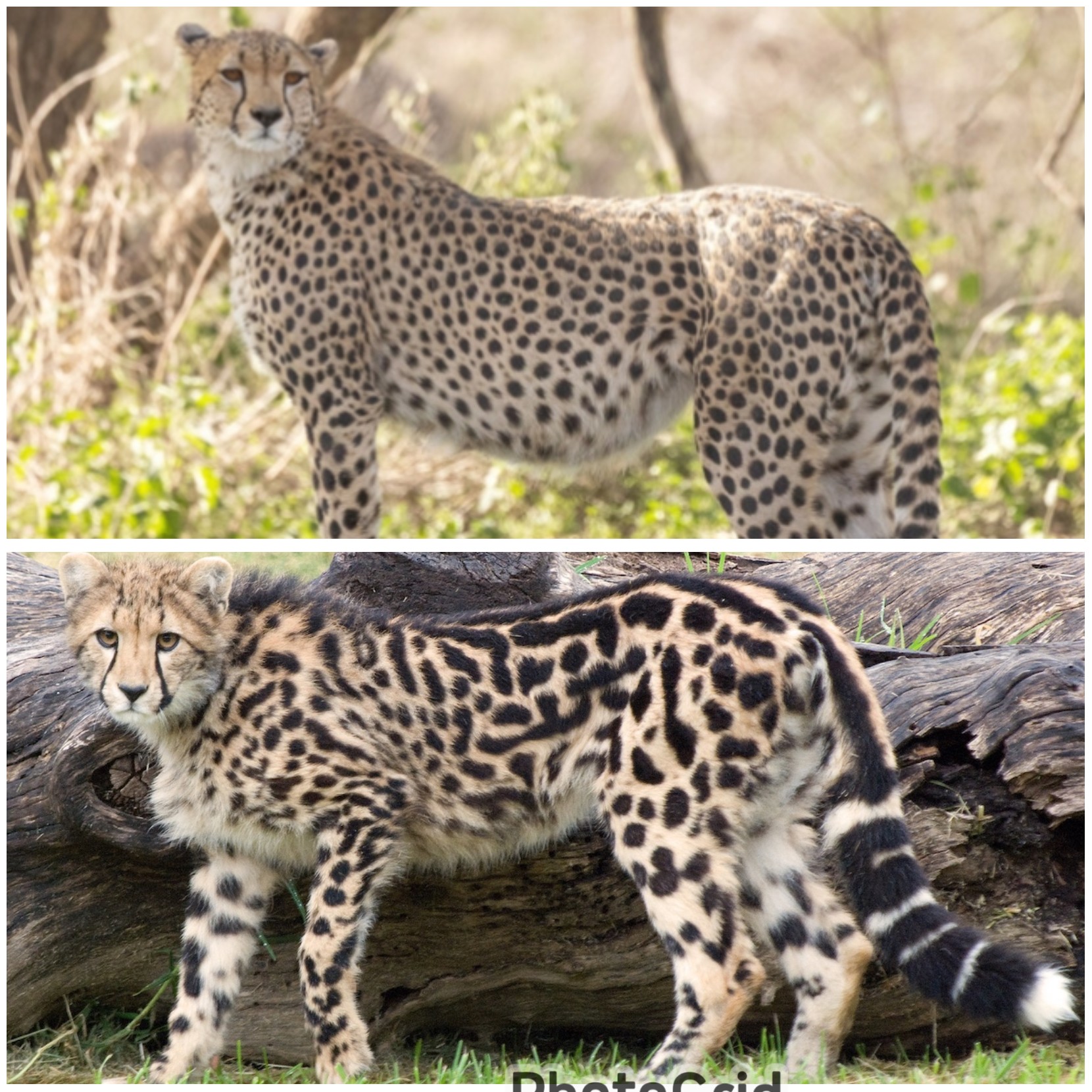 King Cheetah) Sang Penguasa Langka Rahasia di Balik Corak Unik