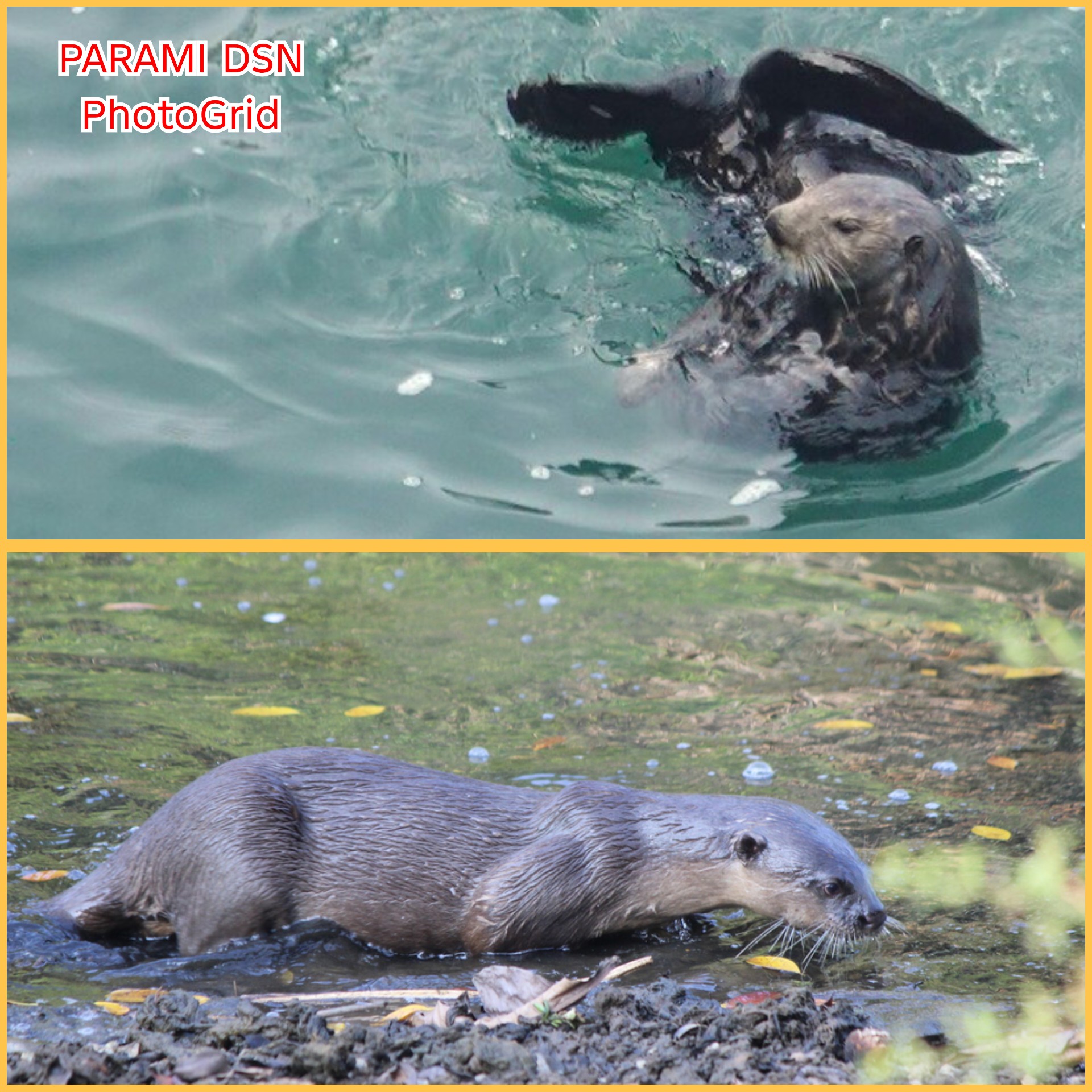 Berang-Berang Laut & Otter, Apakah Sama? Inilah Mengapa Keduanya Terlihat Sangat Mirip
