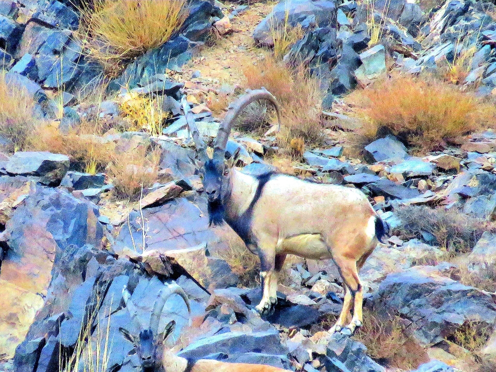 Kambing Bezoar: Sang "Patriark" Pegunungan pernahkah hidup sezaman dengan Nabi Adam?