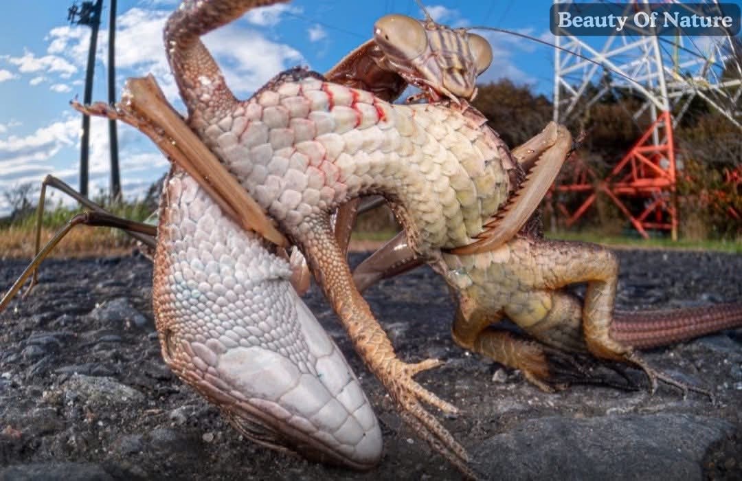 What if? Apabila Belalang Sembah membesar melebihi ukuran Manusia?