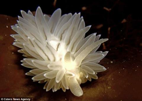 Rumput laut ? Anemon laut ? Coba tebak mahluk apa ini?