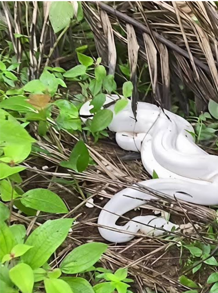 Viral! Piton Putih Langka Ditemukan "Bertapa" di Perkebunan Sawit Riau