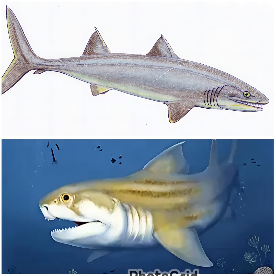 Fosil dua Species Hiu Purba di temukan di Gua dalam Terpanjang Dunia