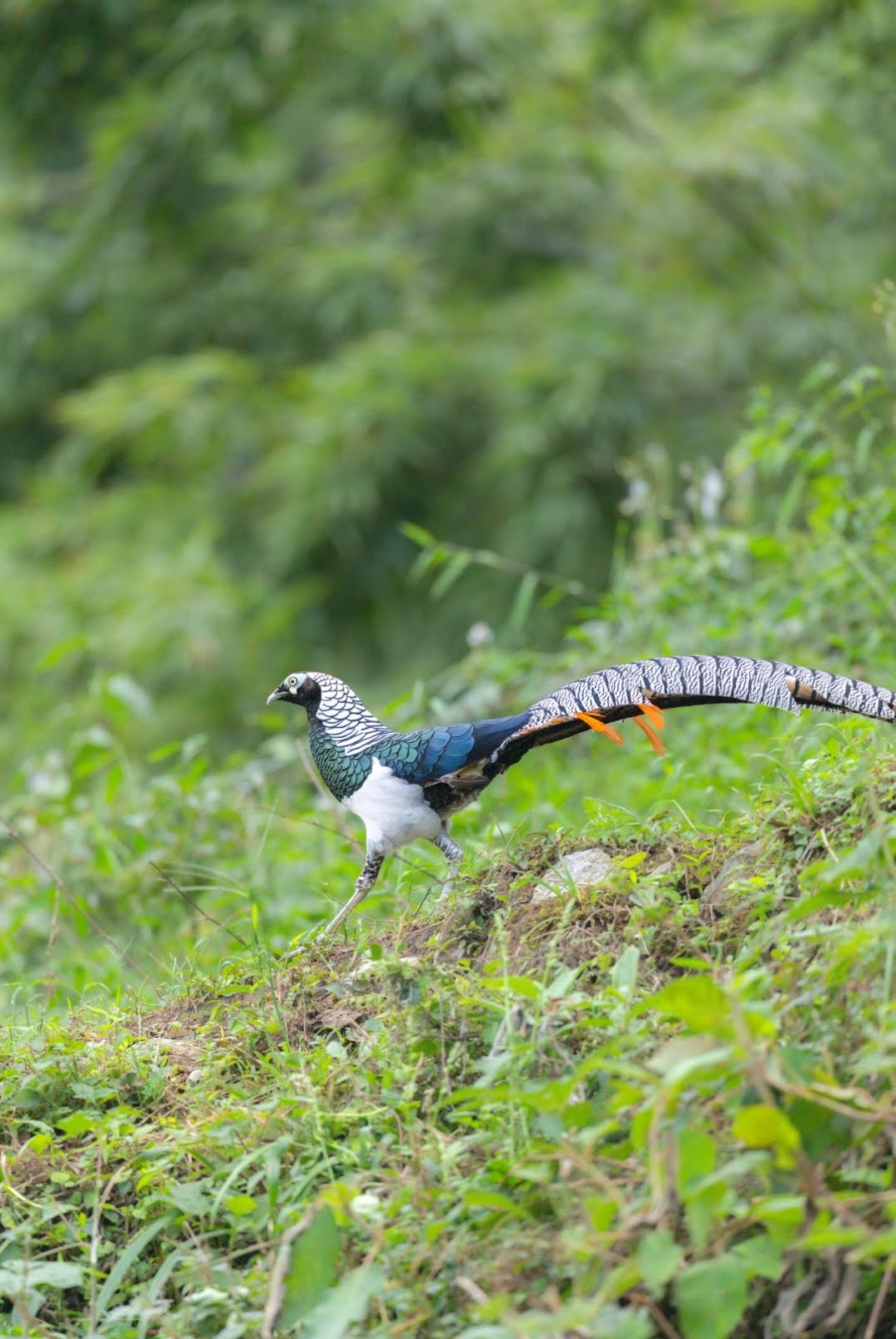 Mengenal Lady Amherst’s Pheasant, Burung "Bertopeng" dari Pegunungan Asia
