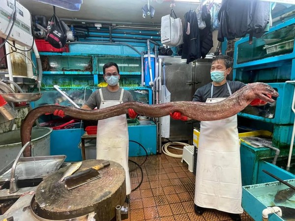 Belut Terpanjang yang pernah tertangkap Manusia