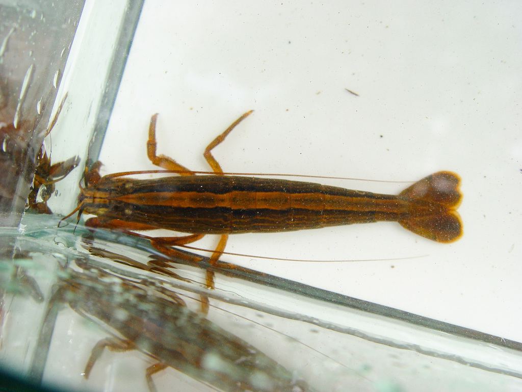 Setelah 72 Tahun, Udang Bambu Ditemukan Kembali di India , Ungkap Kekayaan Biodiversitas yang Tersembunyi