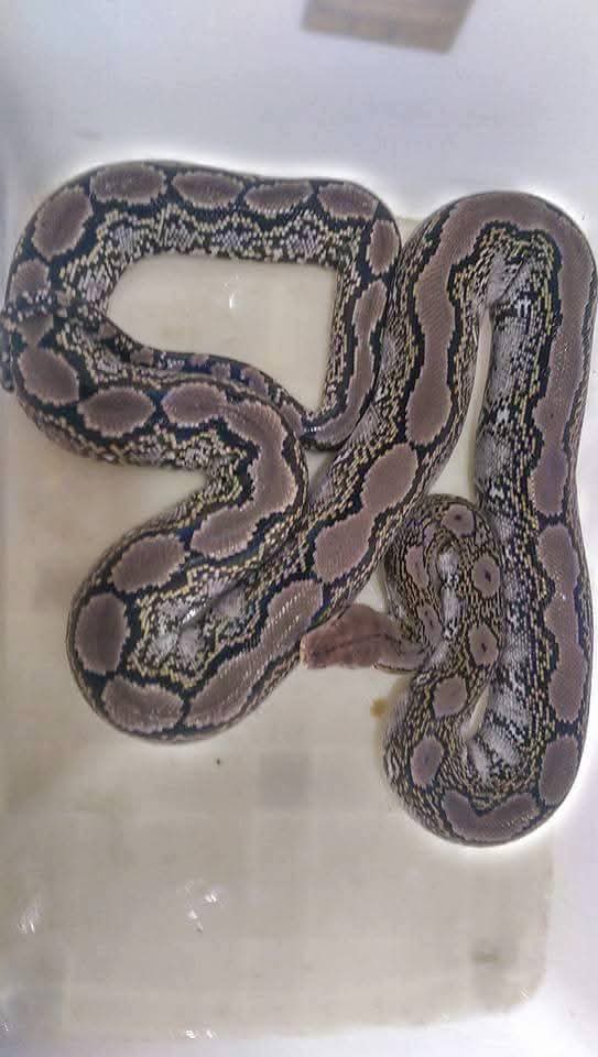 Breader Indonesia menciptakan SEJARAH Retic Ular Piton MORPH KLAWU  (Oleh Keanes Reptil)