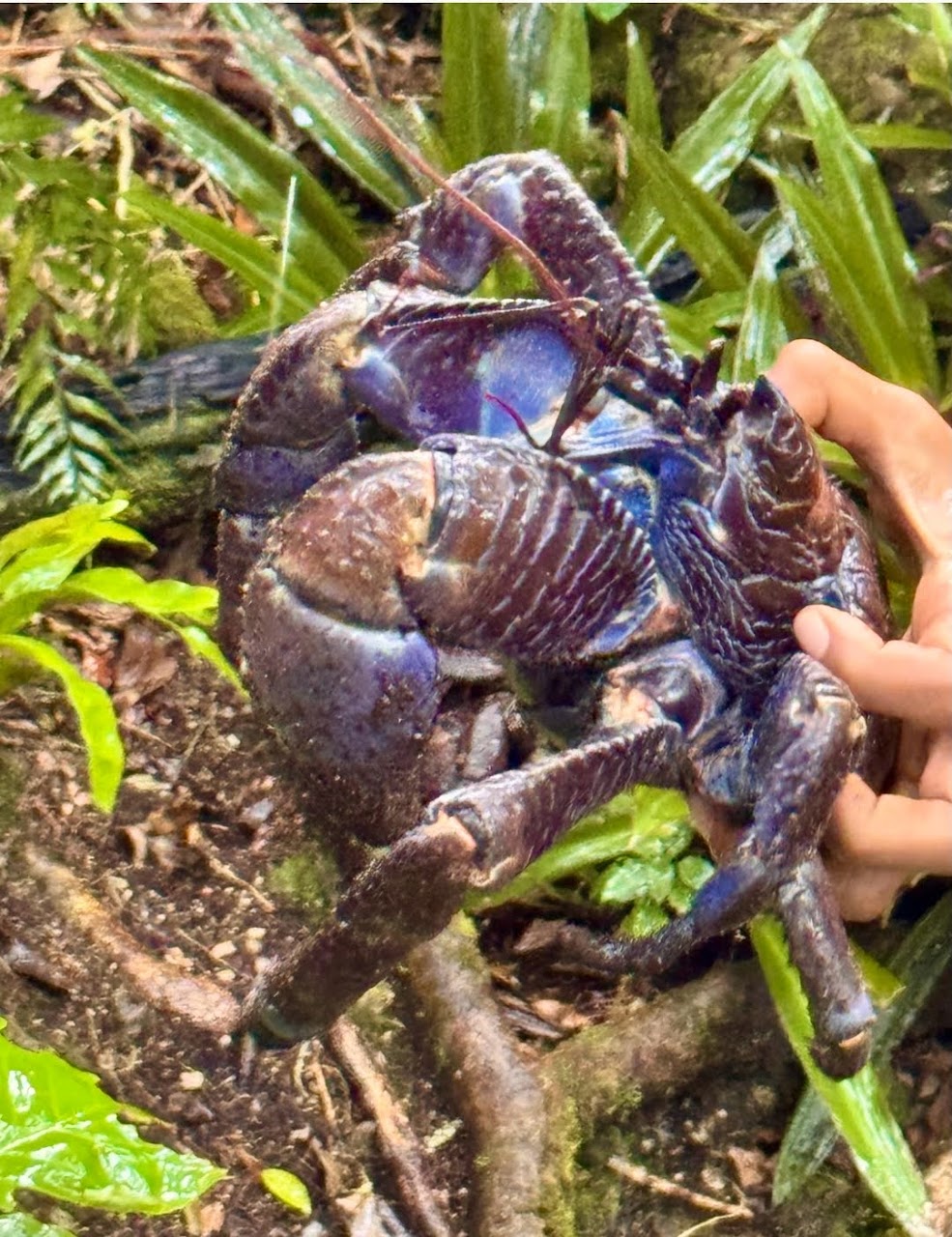 Sang "Monster" Daratan yang Tak Lagi Butuh Lautan