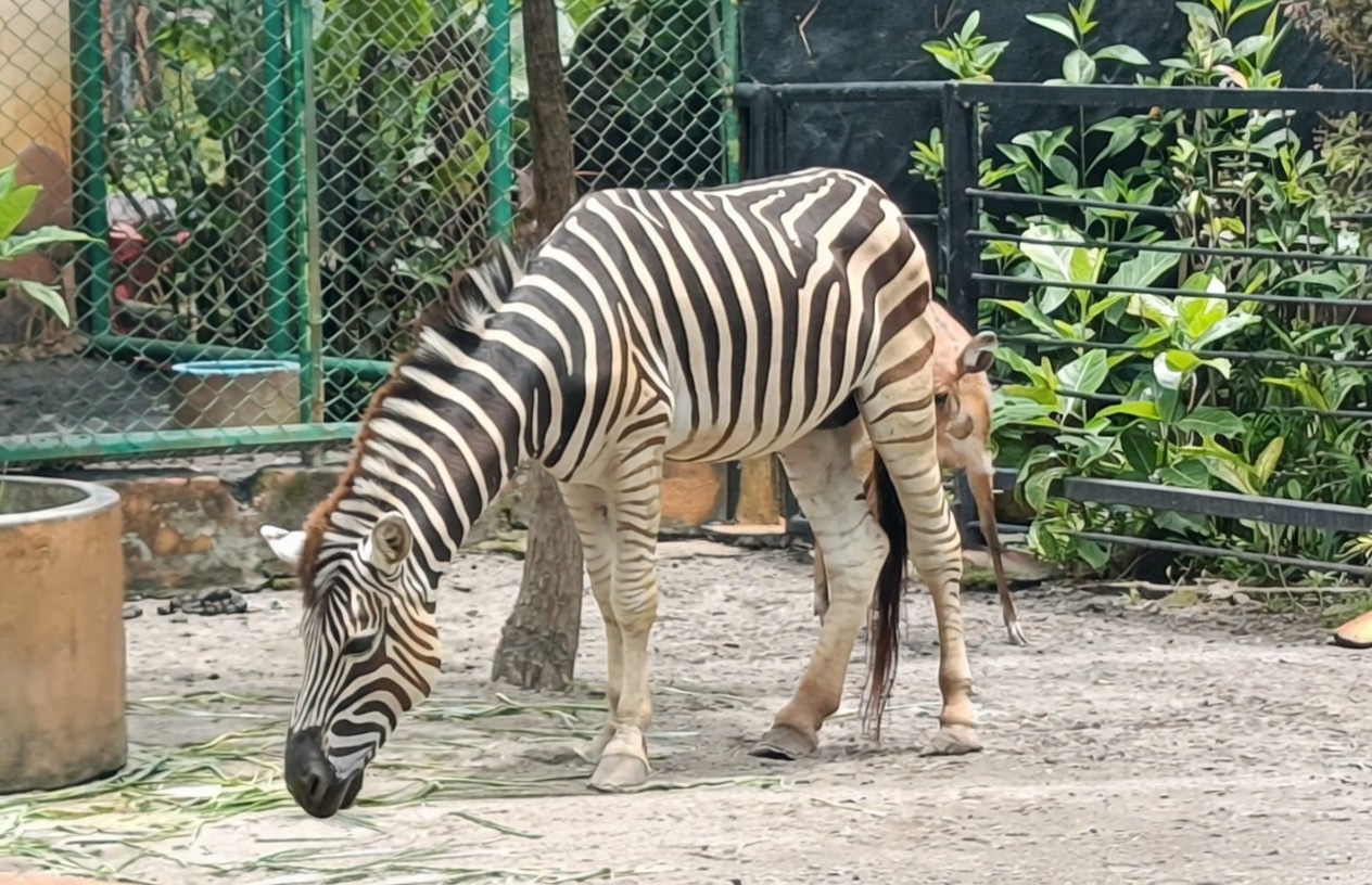 Misteri Garis Zebra: Lebih dari Sekadar Penyamaran di Sabana Afrika