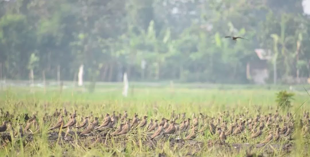 Ribuan Burung Migran Asal Rusia dan China "Mengungsi" ke Kediri