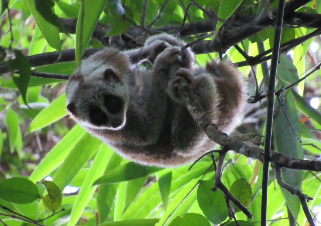Kencan Mengejutkan Si Lambat