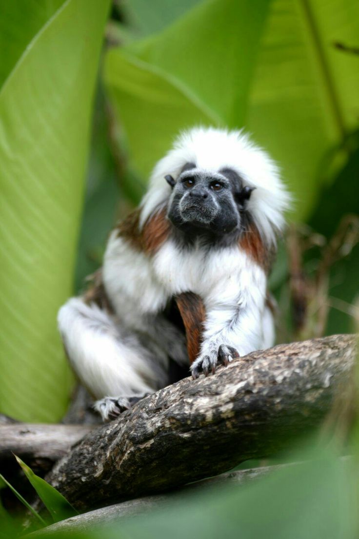 Supermodel Hutan (Monyet) dengan tatanan rambut paling rapi di dunia.