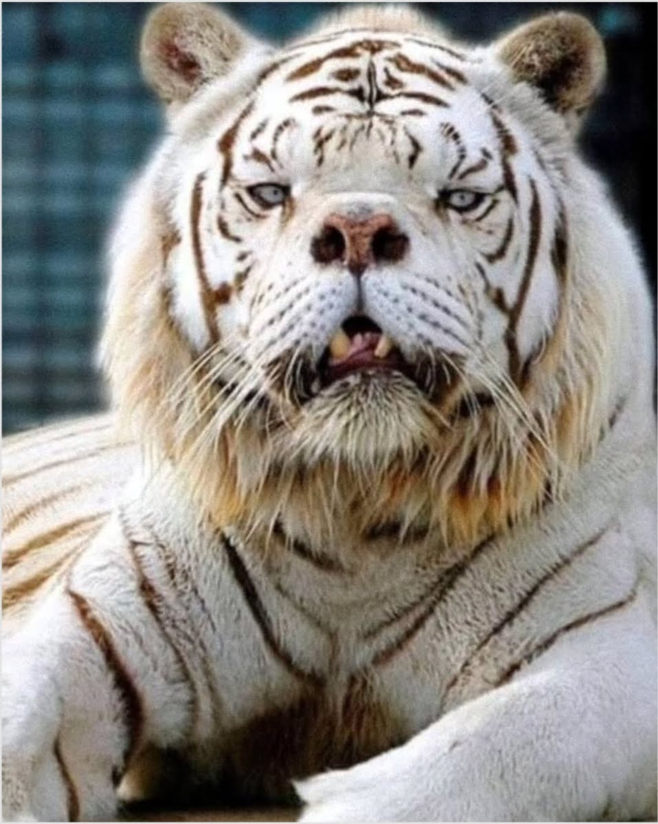 Kisah Pilu Kenny: Harimau Putih Langka Simbol Bahaya Perkawinan Sedarah