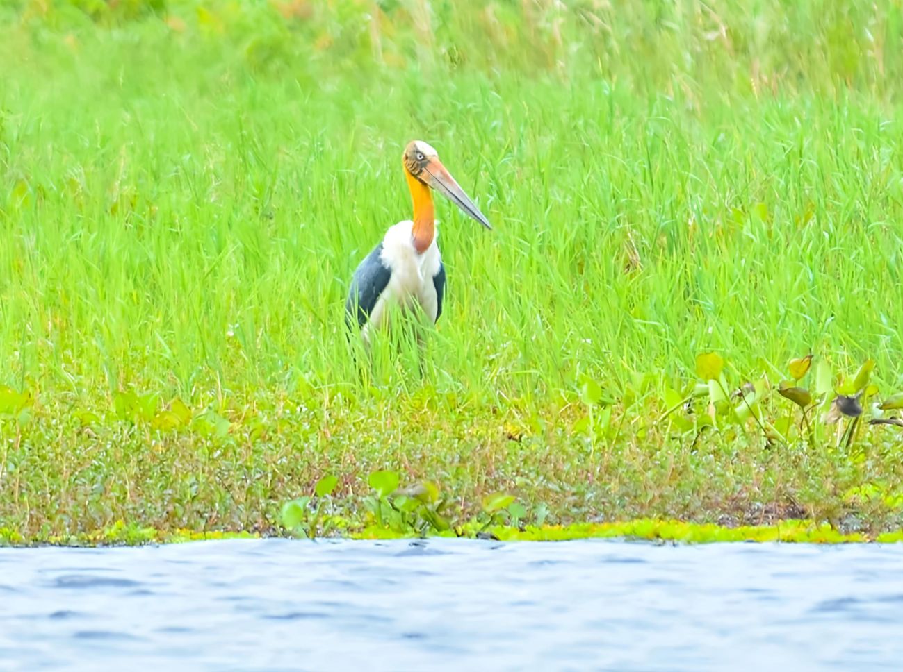 Bangau Jawa, terdaftar  Merah IUCN, kembali muncul setelah menghilang bertahun-tahun di Taman Nasional U Minh Thuong