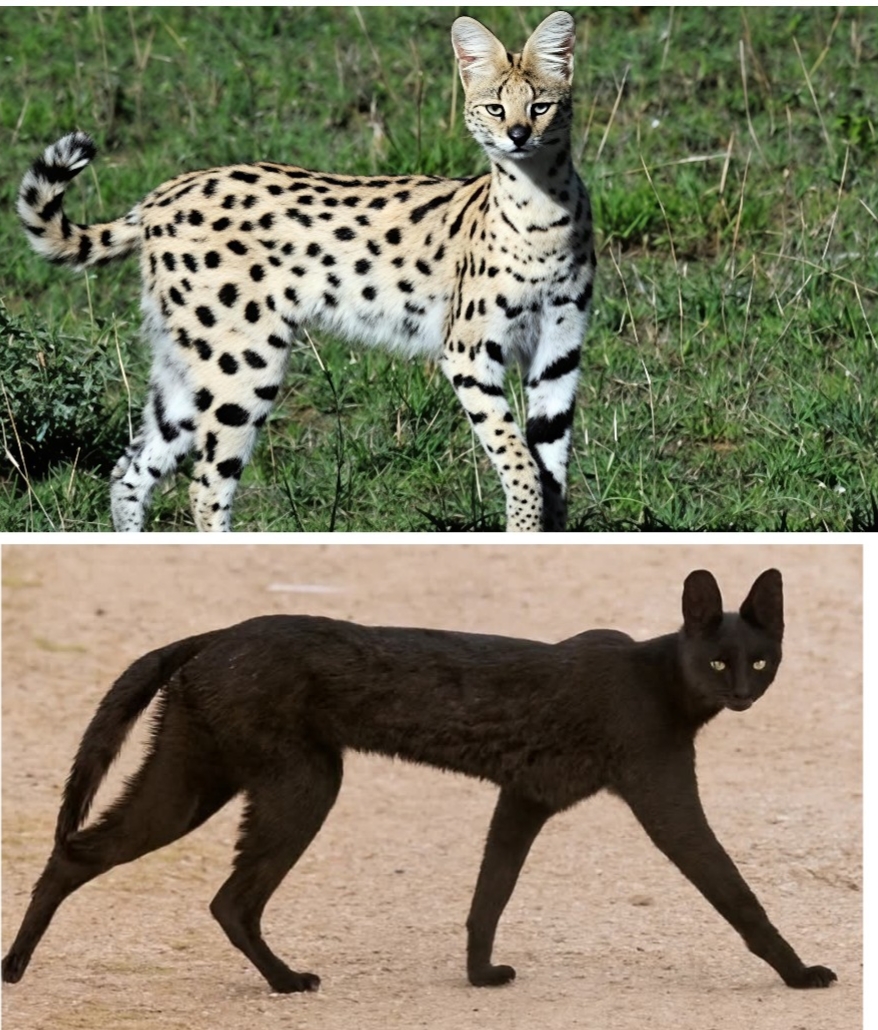 "Seperti Leopard" Kucing Serval Afrika berubah warna hitam Melanistic dari Tsavo Afrika