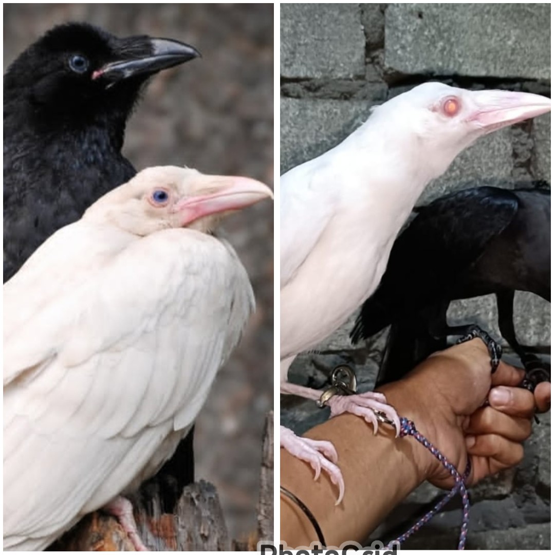 Blizzard Gagak Roh Dari Pulau Vancouver & Gagak Albino