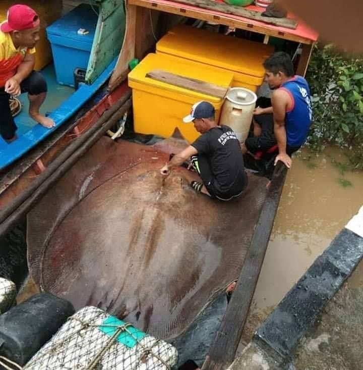 Pari Raksasa sungai tertangkap Nelayan Malaysia