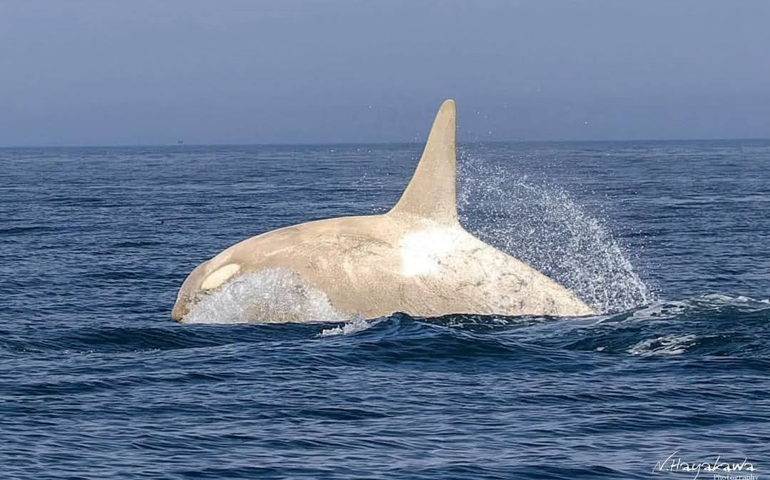 Penampakan Langka! Orca Putih Memukau di Perairan Hokkaido, Jepang