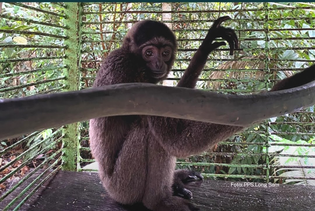Gollum, Owa Kalawat yang Terluka, Kini Bersiap Kembali ke Hutan Kalimantan