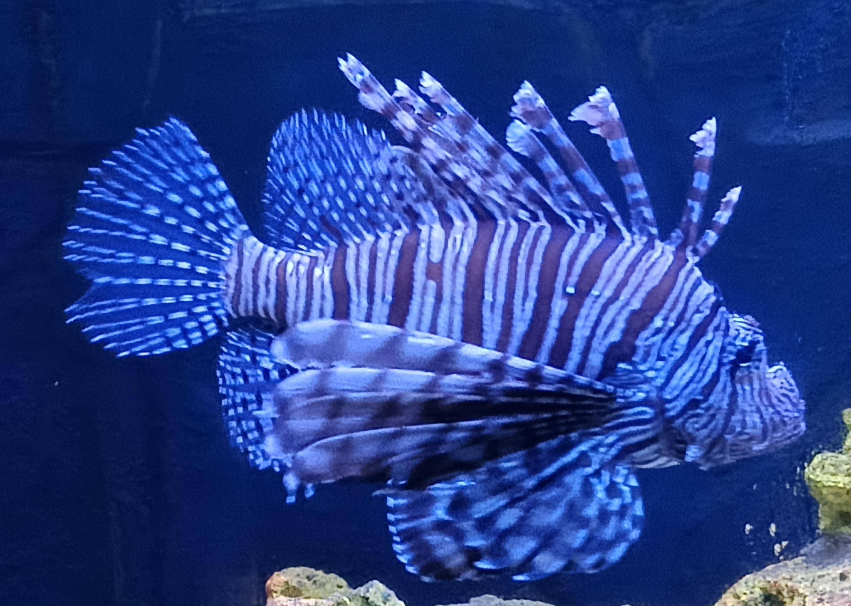 Keunikan yang Mematikan di Balik Terumbu Karang: Mengenal Bisa Duri Lionfish