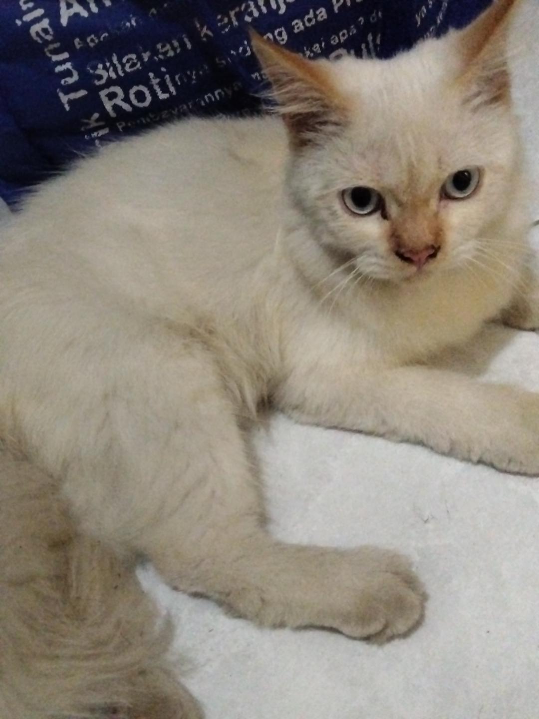 Muezza) Menelusuri Jejak Kucing Kesayangan Nabi dalam Tradisi Sejarah Islam