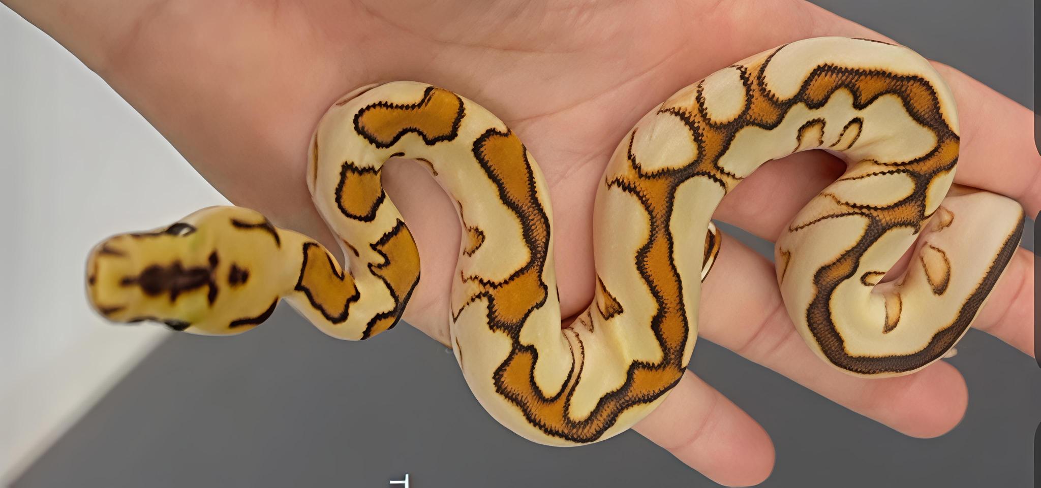 Ball Python, Ular jinak dengan sejuta Morph.