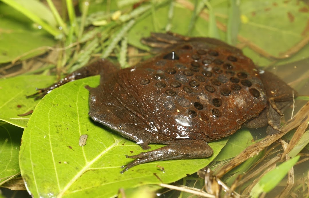 Kisah Horor Sekaligus Haru dari Katak Suriname