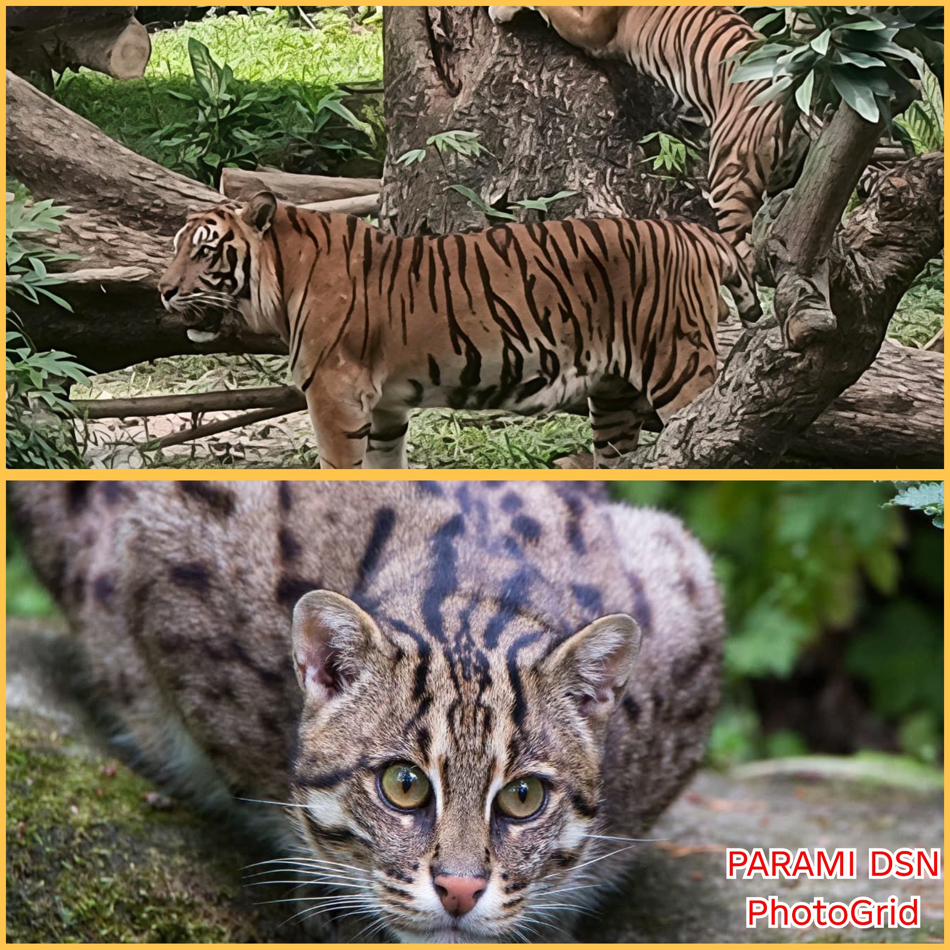 Selain Harimau jenis kucing apa yang tidak takut air?