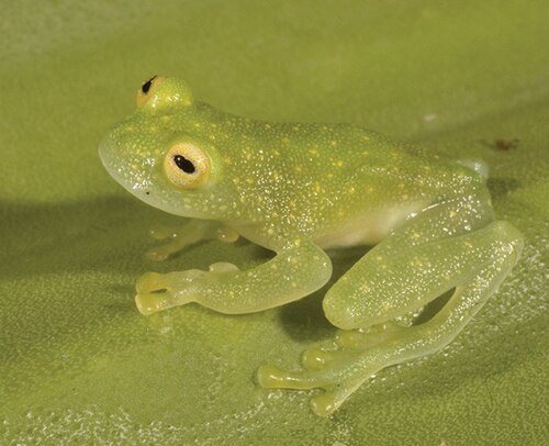 Glass Frog, Katak Transparan yang Perlihatkan Keindahan dan Keajaiban Tubuh dari Dalam