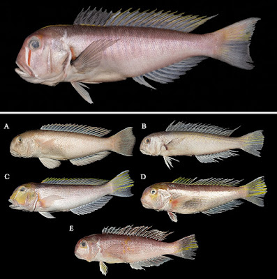 Mononoke Tilefish, Ikan Laut Dalam Bergaris Merah Putih dari Laut Cina Selatan