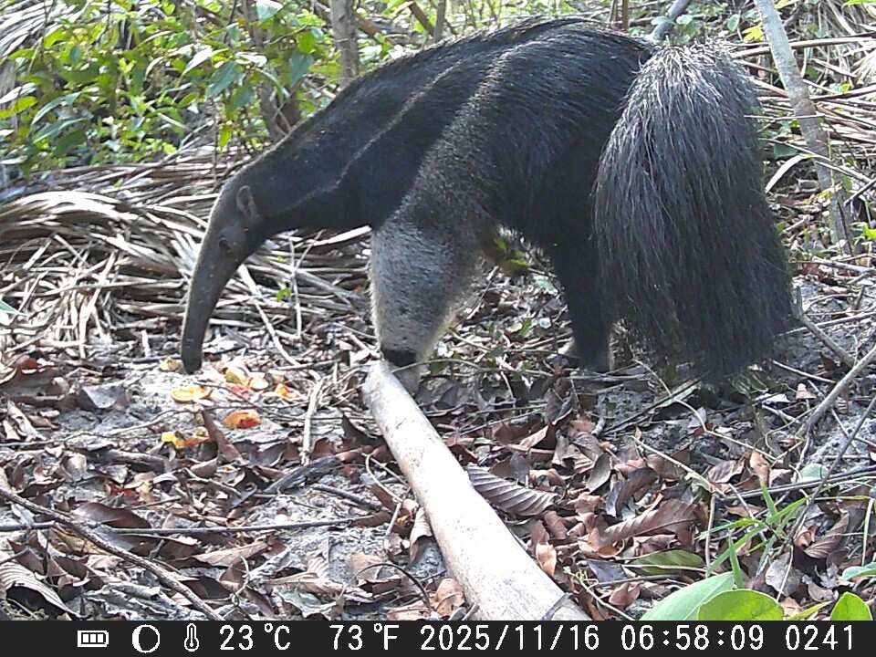 Rahasia "Kulit Lapis Baja & Lidah Anteater: Mengapa Mereka Tidak Gatal Saat Diserbu Ribuan Semut?