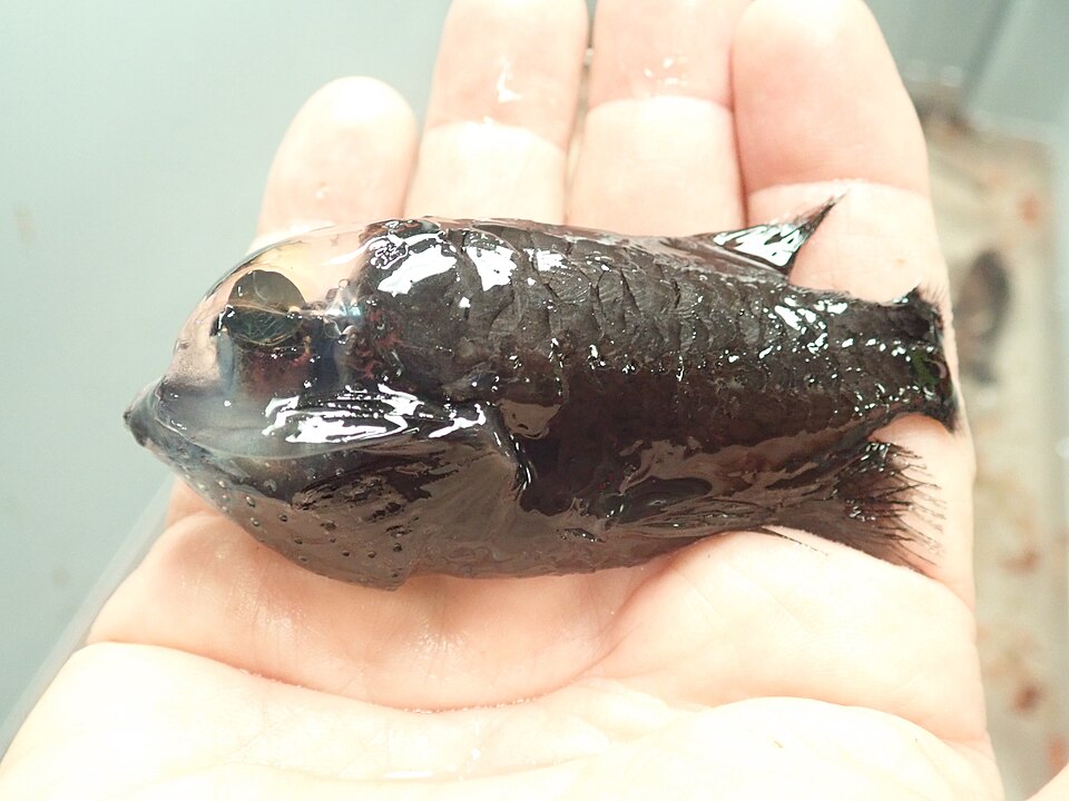 Pacific Barreleye Fish, Ikan Laut Dalam dengan Kepala Transparan dan Mata Tabung Ajaib