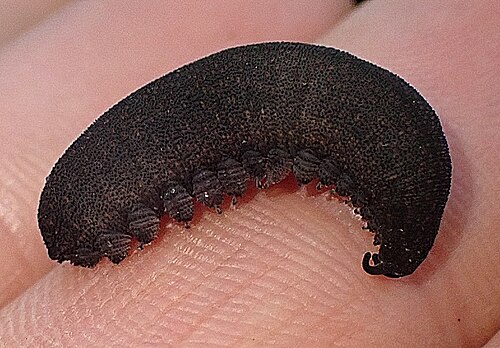 Peripatopsis clavigera, Cacing Beludru Langka dari Afrika Selatan yang Rentan Punah