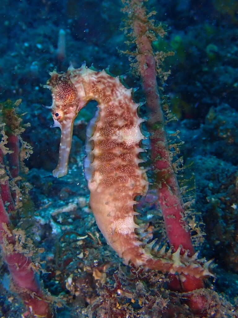 Mengapa Kuda laut disebut ikan dan tidak masuk Invertebrata?