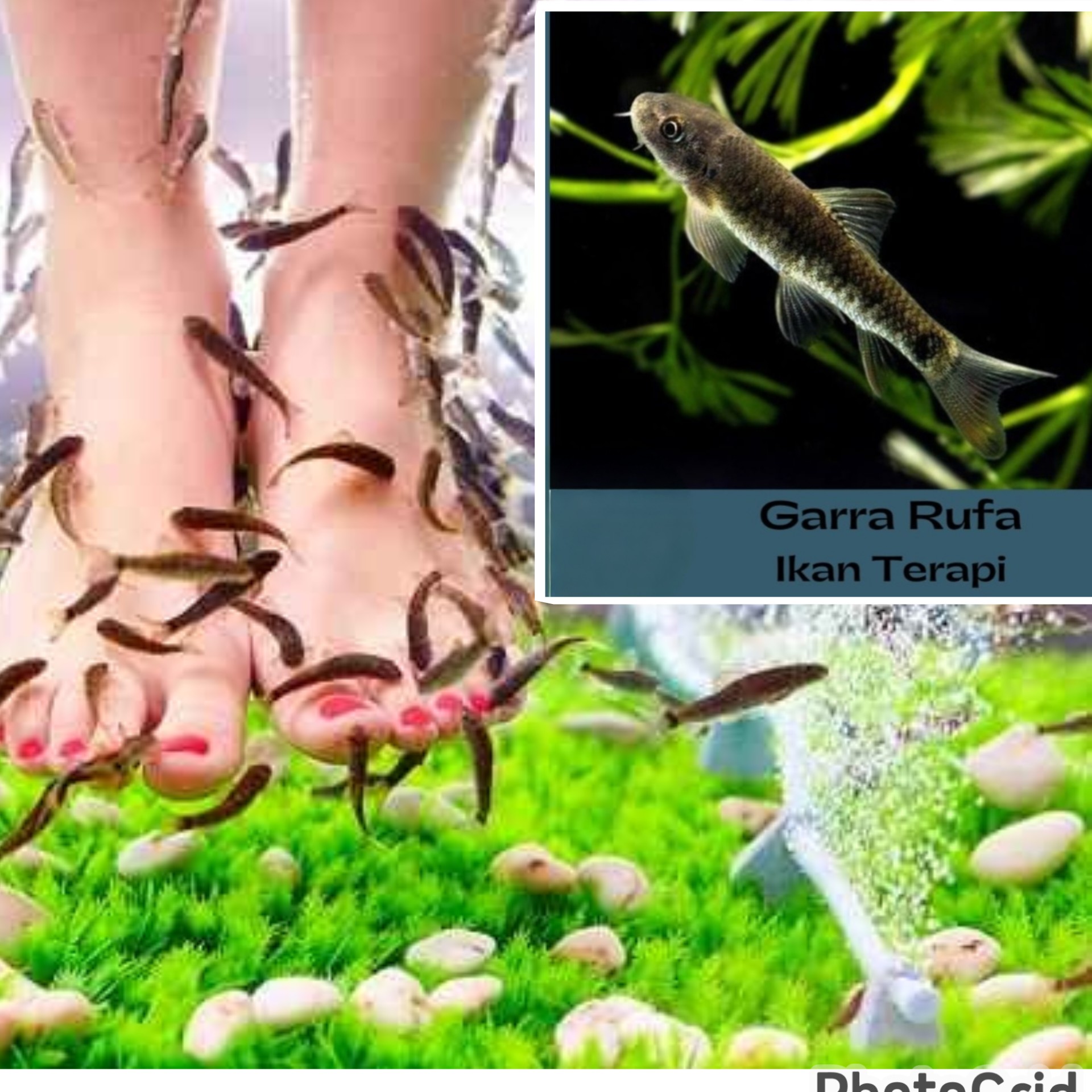 "Tren Spa Alami" Benarkah Semua Ikan Bisa Jadi Terapis Kaki? Ikan apa saja yang cocok ?