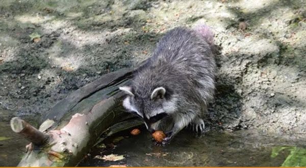 Bukan Mencuci, Inilah Alasan Sebenarnya Kenapa Rakun 'Merendam' Makanannya