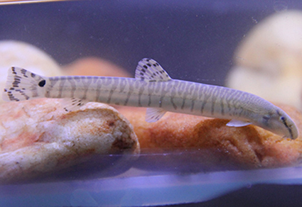 Niwaella tigrina, Si Gobi Sungai Bermotif ‘Tiger-Stripe’ dari Provinsi Jiangxi