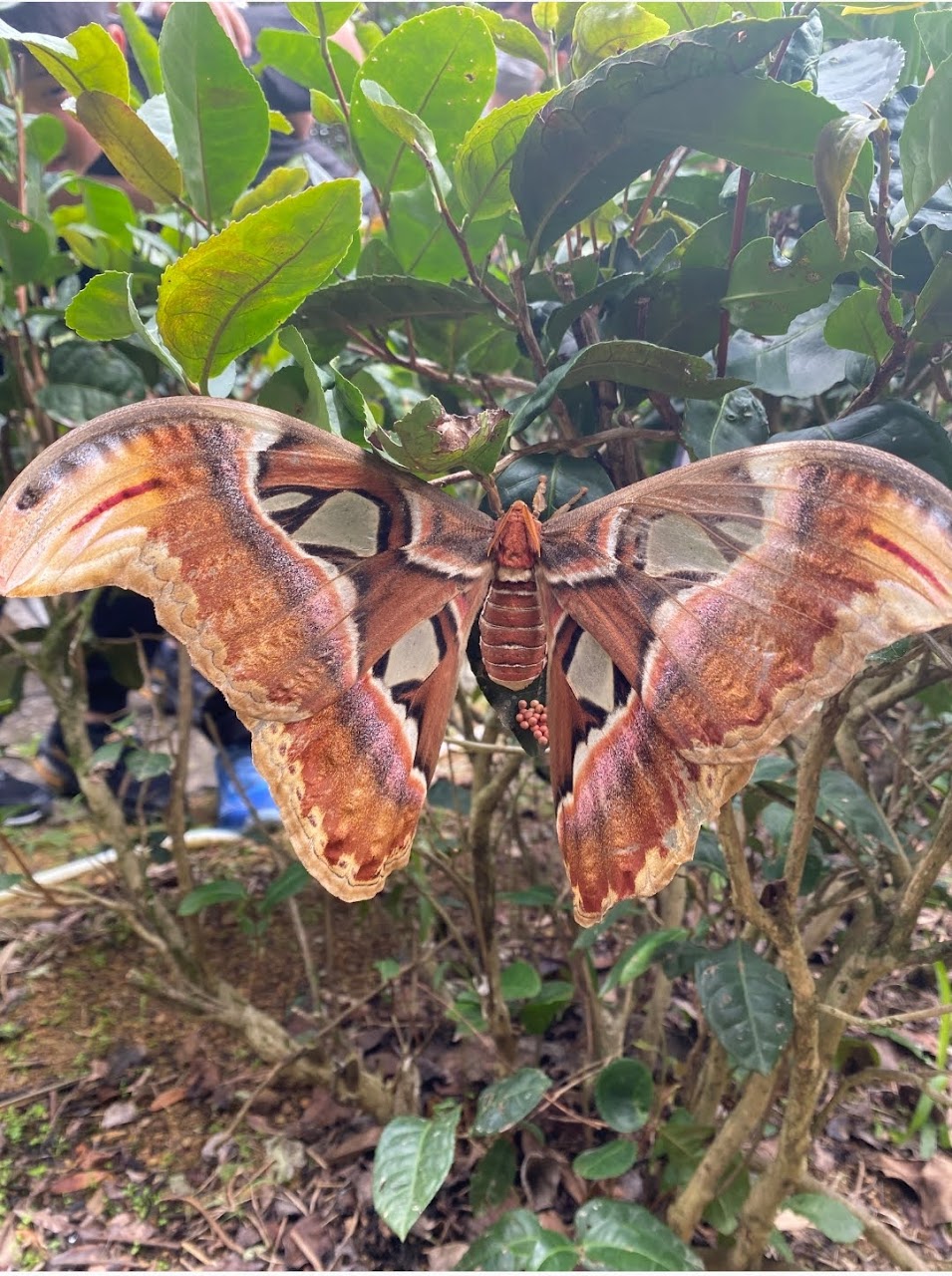 Mengenal Ngengat Gajah, Raksasa Malam dengan masa Hidup Singkat