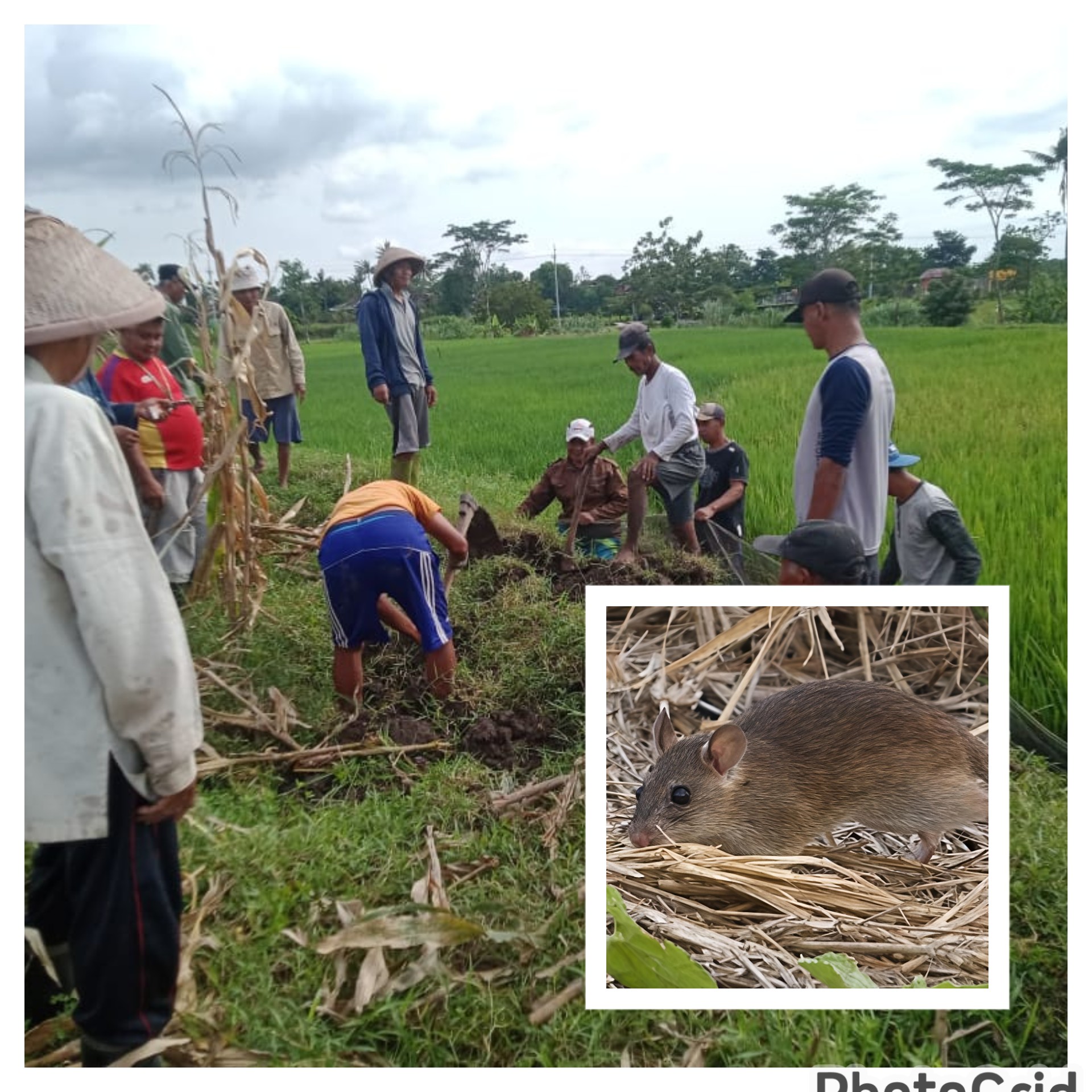(Bencana Satwa Tahunan) Ulasan Wabah Tikus yang menyerang daerah Jombang